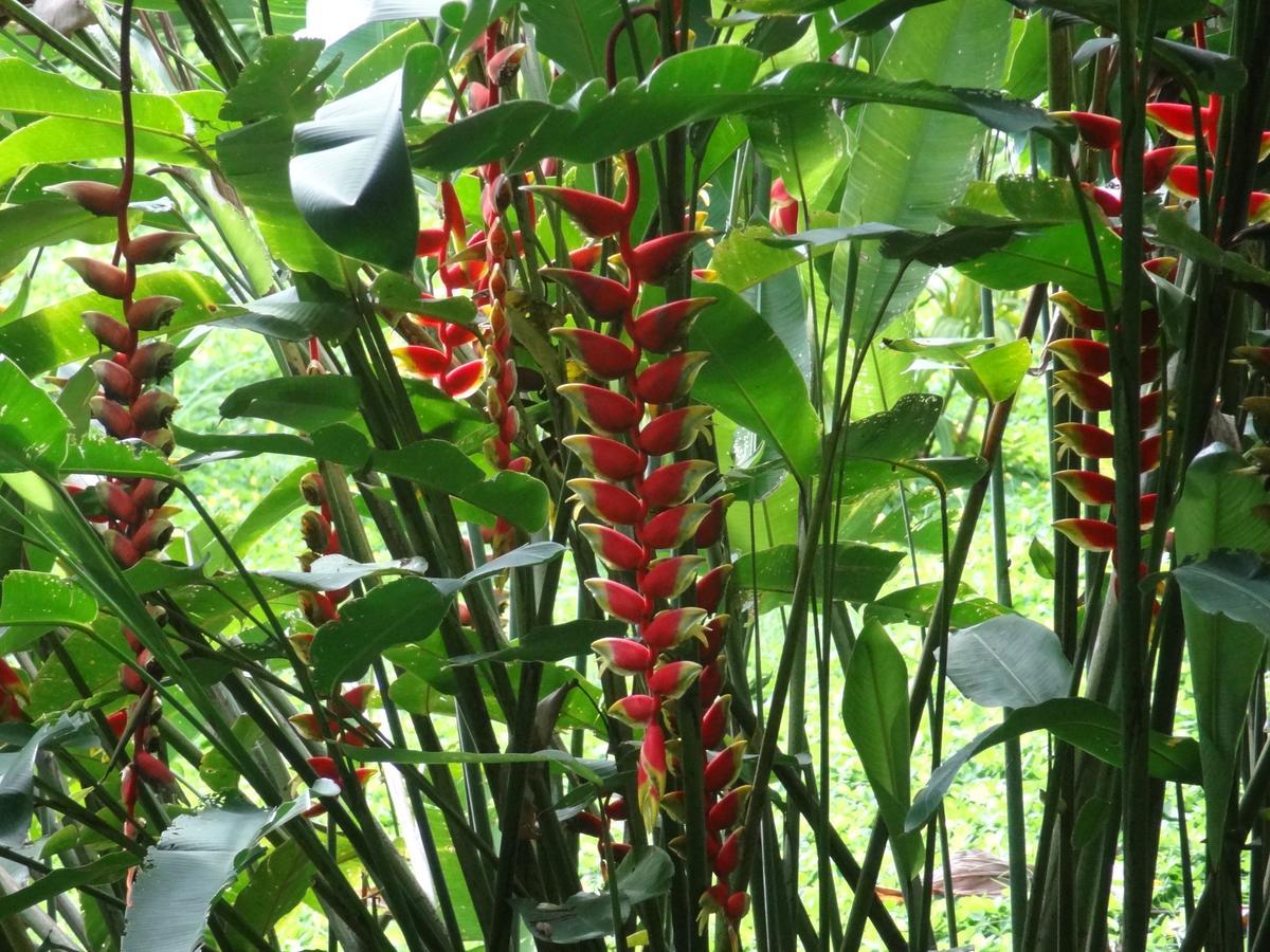 Studio Pilon De Pavones Ngoại thất bức ảnh